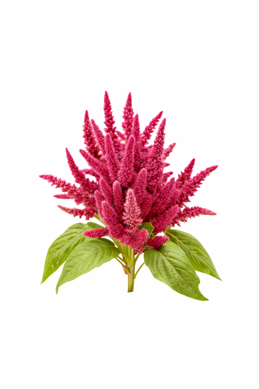 Amaranth Seed Oil: The Ancient Beauty Secret Your Skin Still Loves